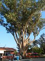 89_un gros eucalyptus a la penha de guimares